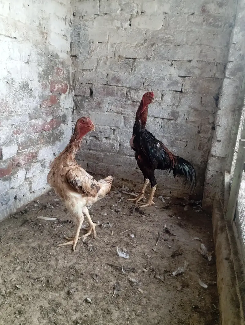 Shamo Aseel Pair — photo 5