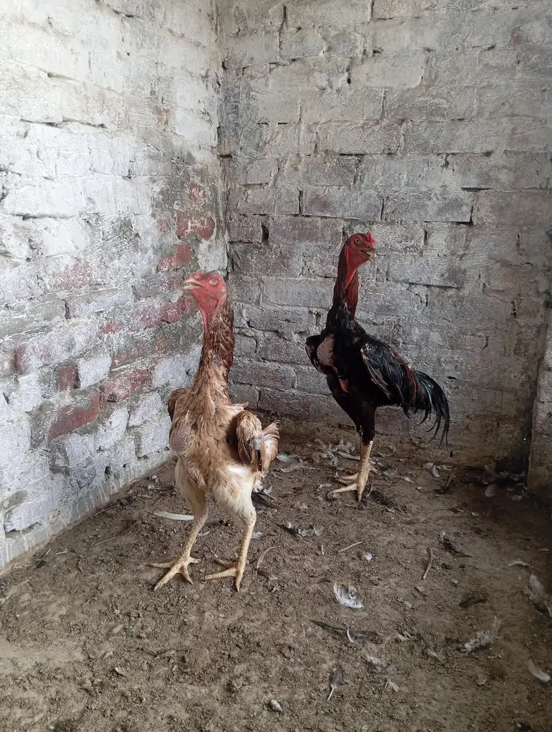 Shamo Aseel Pair — photo 6