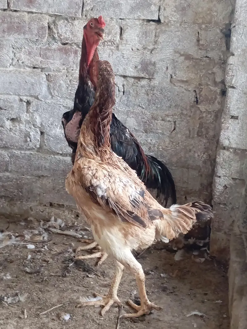 Shamo Aseel Pair — photo 7