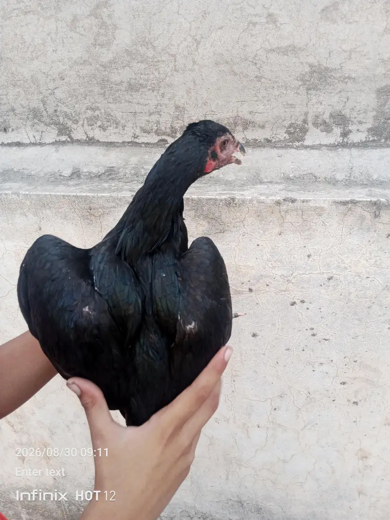 pure panas pakao pathy. . . pathiyan — photo 4