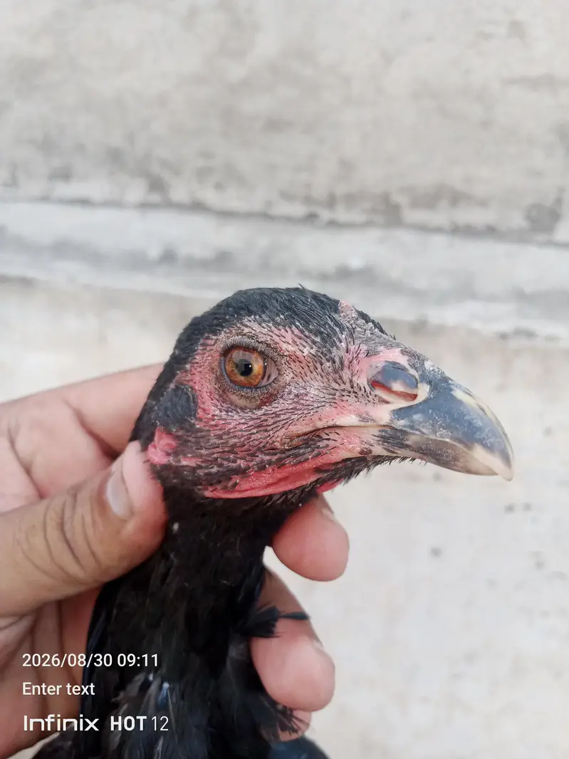 pure panas pakao pathy. . . pathiyan — photo 5