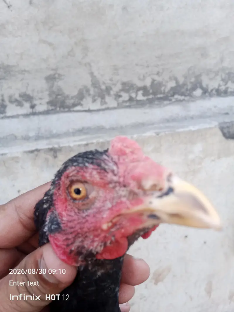 pure panas pakao pathy. . . pathiyan — photo 6