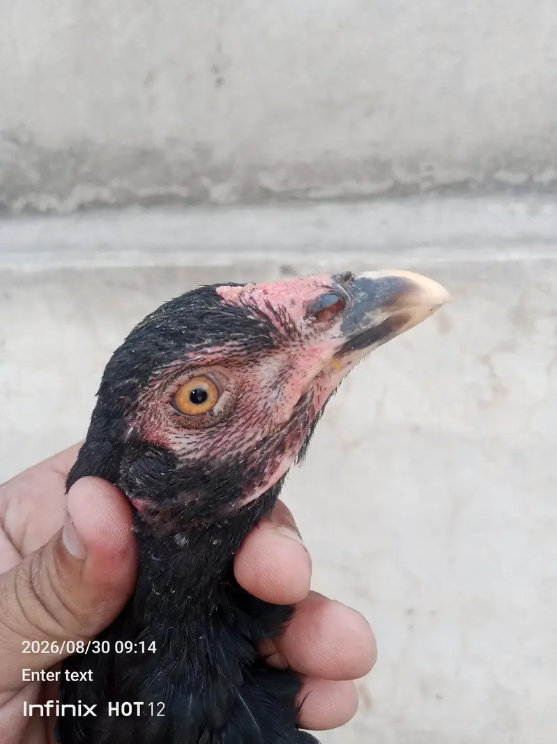 pure panas pakao pathy. . . pathiyan — photo 7