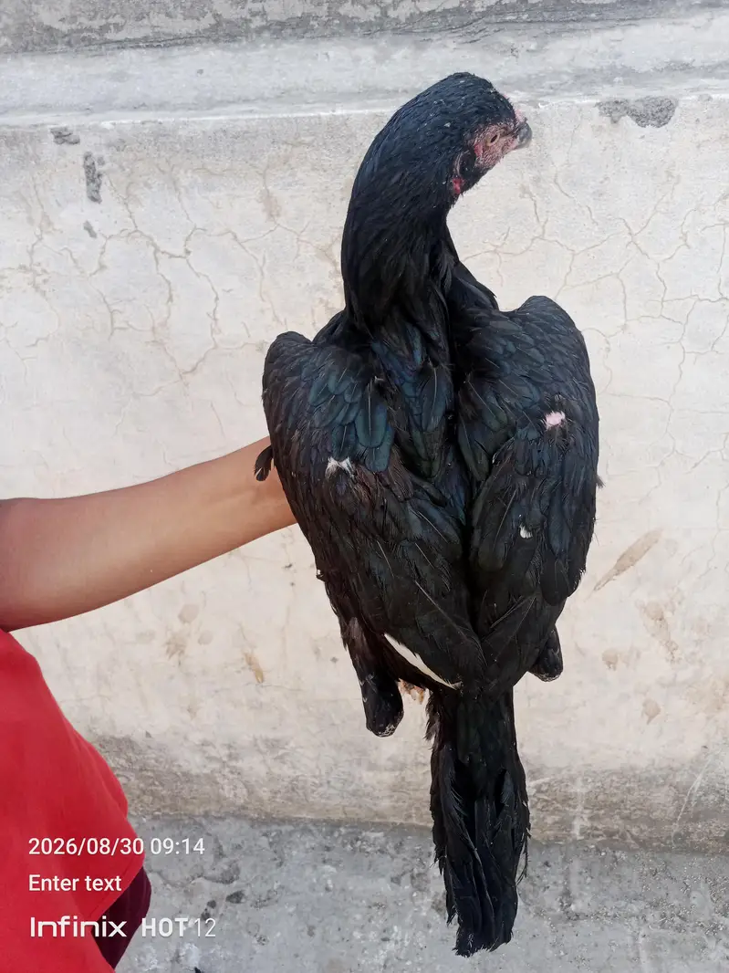 pure panas pakao pathy. . . pathiyan — photo 8