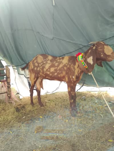 female sale