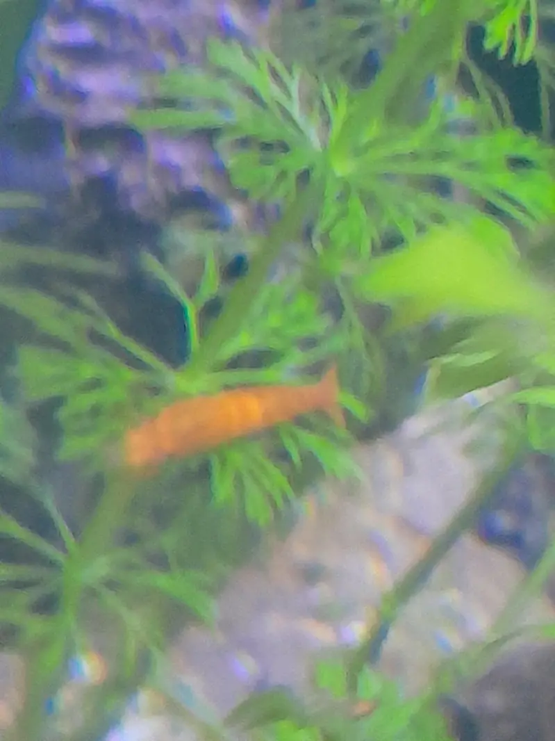 1.5 ft aquarium with stand 5 cherry shrimp red yellow orange 6 neon te