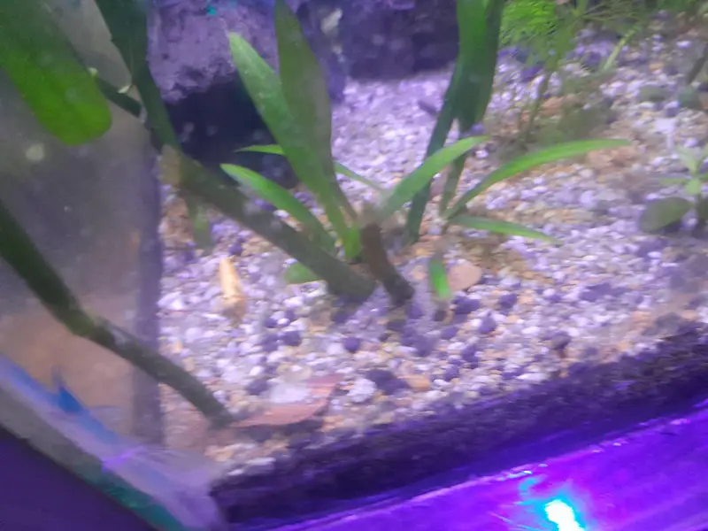 1.5 ft aquarium with stand 5 cherry shrimp red yellow orange 6 neon te — photo 2