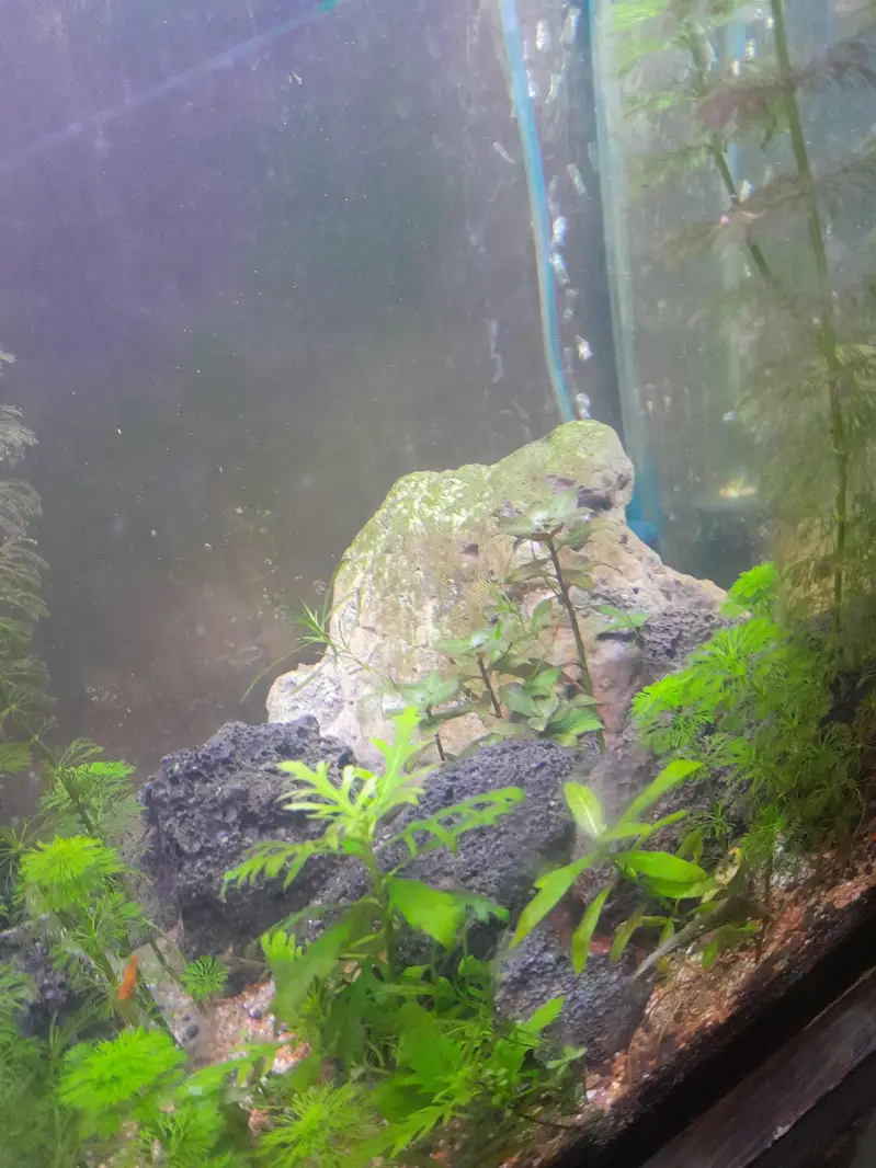 1.5 ft aquarium with stand 5 cherry shrimp red yellow orange 6 neon te — photo 3