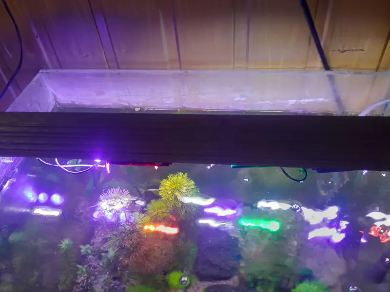 1.5 ft aquarium with stand 5 cherry shrimp red yellow orange 6 neon te — photo 4