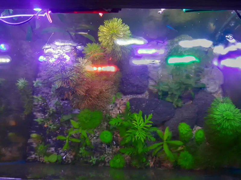 1.5 ft aquarium with stand 5 cherry shrimp red yellow orange 6 neon te — photo 5