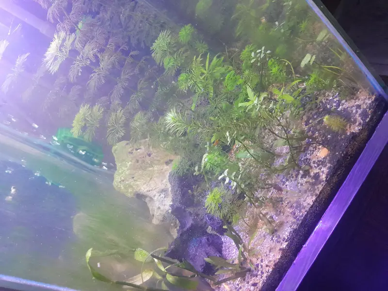 1.5 ft aquarium with stand 5 cherry shrimp red yellow orange 6 neon te — photo 6
