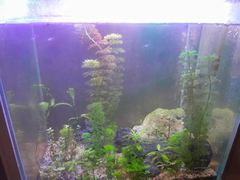 1.5 ft aquarium with stand 5 cherry shrimp red yellow orange 6 neon te — photo 9