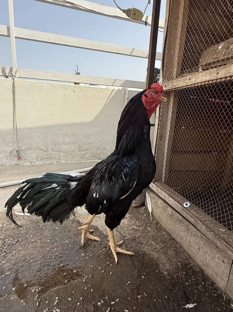 Mushka murga for sale. Active and healthy. — photo 2
