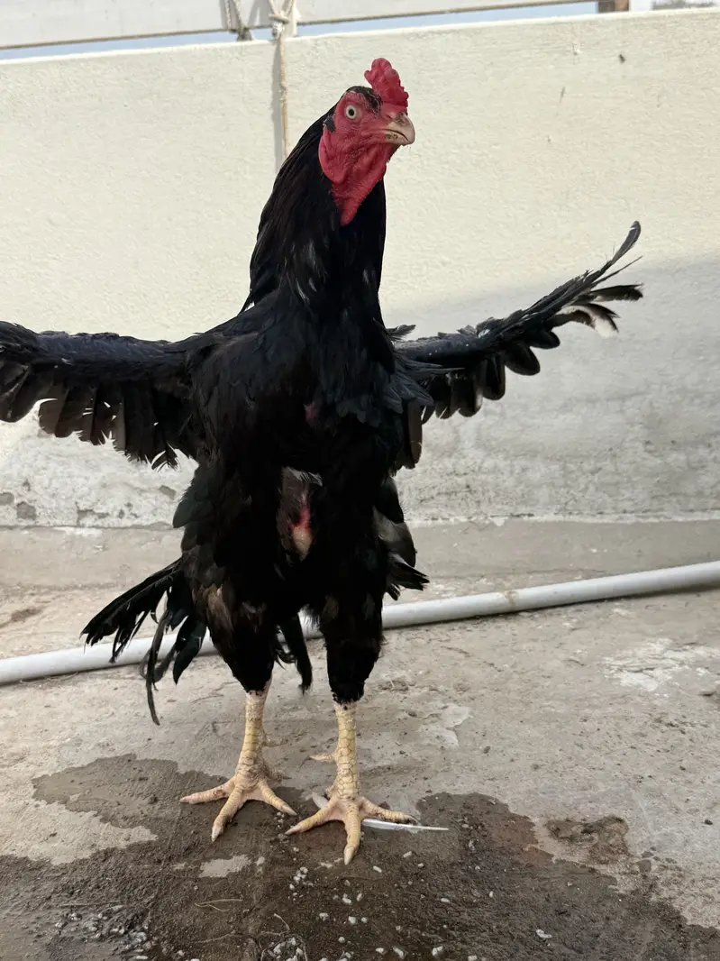 Mushka murga for sale. Active and healthy. — photo 3