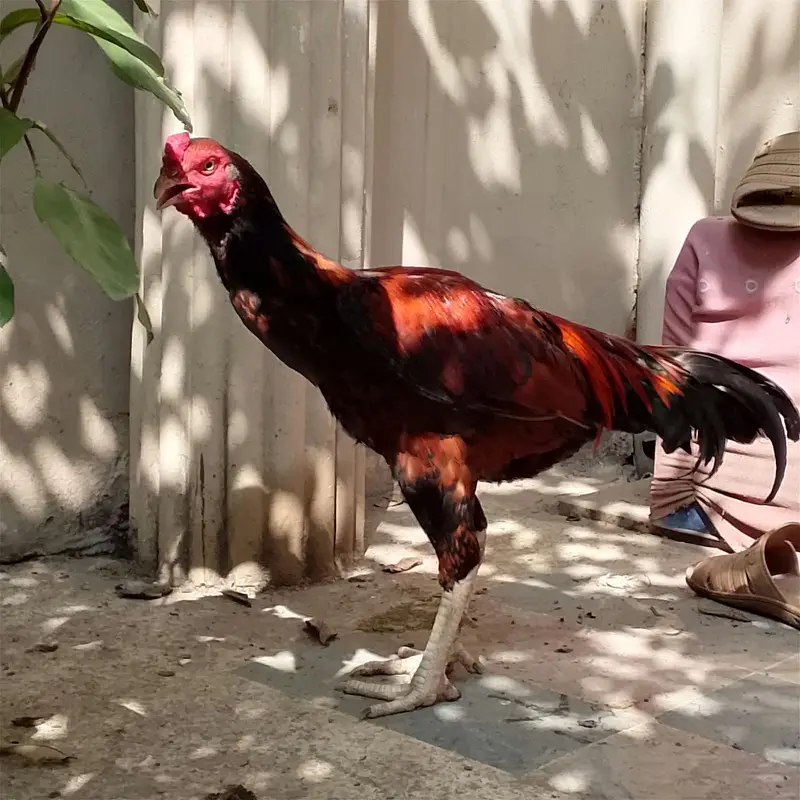 Top high quality Aseel lakha murgha — photo 8