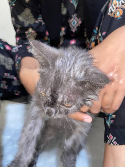 Persian cat