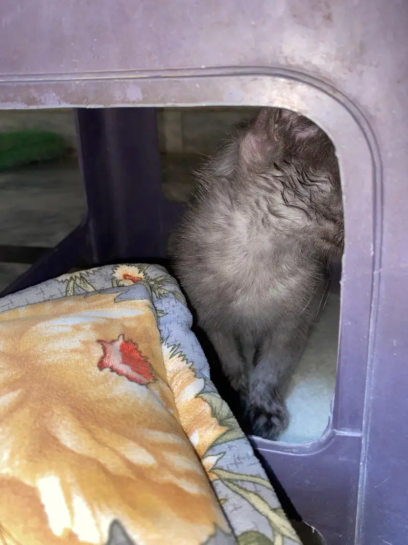 Persian cat — photo 2