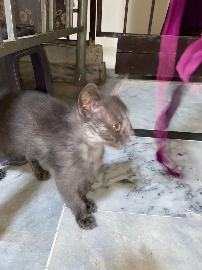 Persian cat — photo 3
