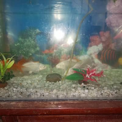 fishing and merad  10 by 10 fish 8