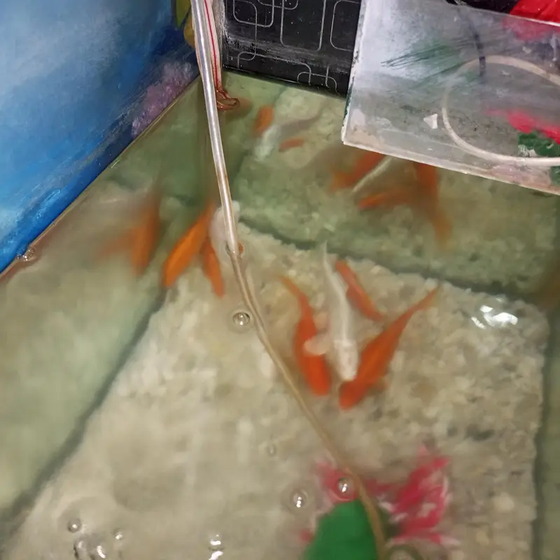fishing and merad  10 by 10 fish 8 — photo 2