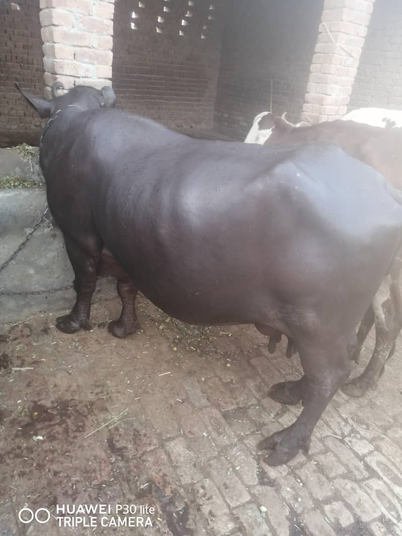 بھینس سیل کرنی ہے 0