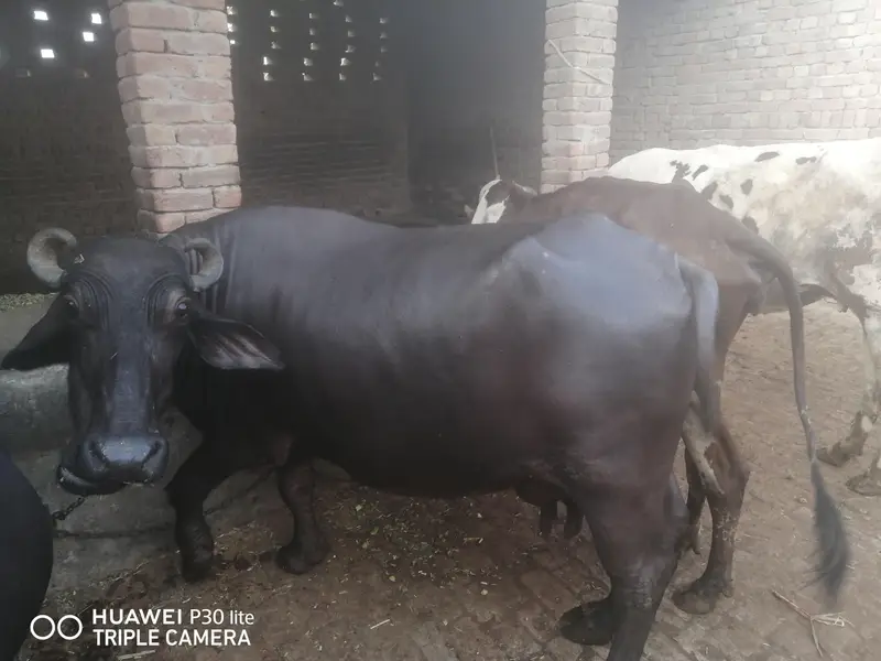 بھینس سیل کرنی ہے — photo 2