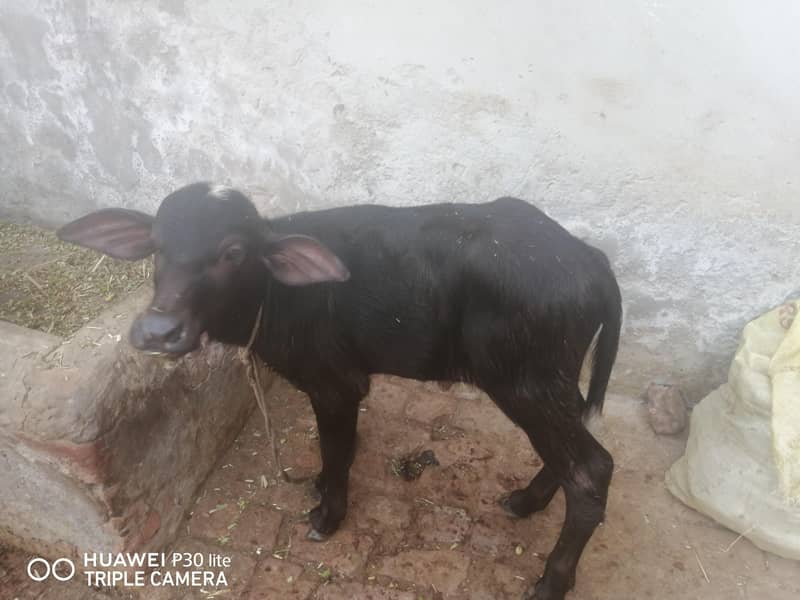بھینس سیل کرنی ہے 2