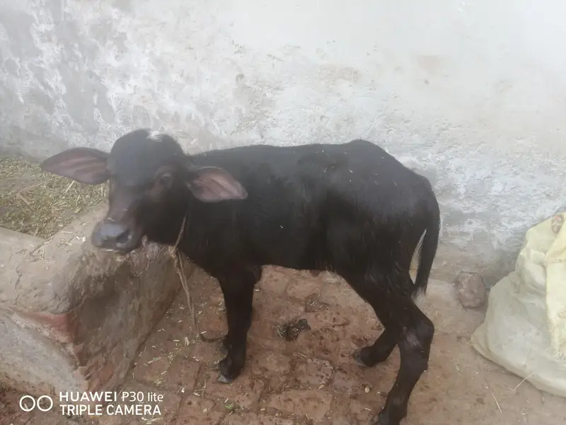 بھینس سیل کرنی ہے — photo 3