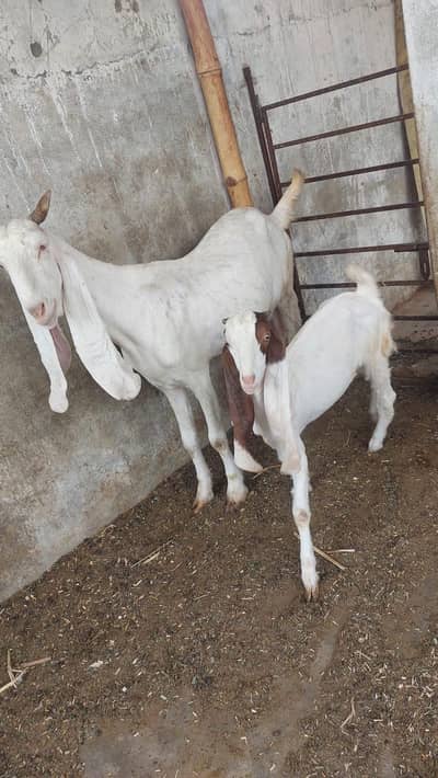 Gulabi bakri or female kide