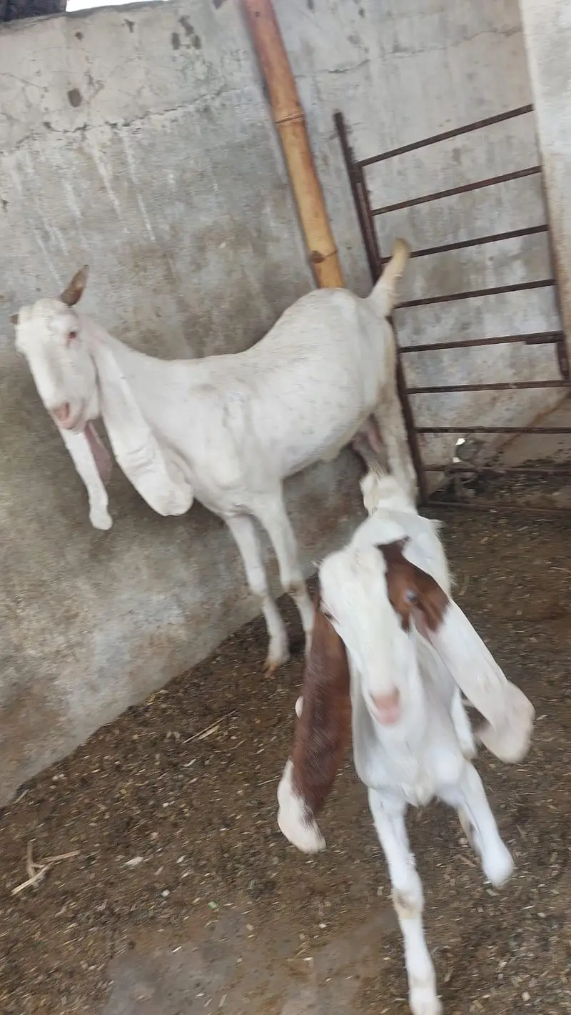 Gulabi bakri or female kide — photo 2