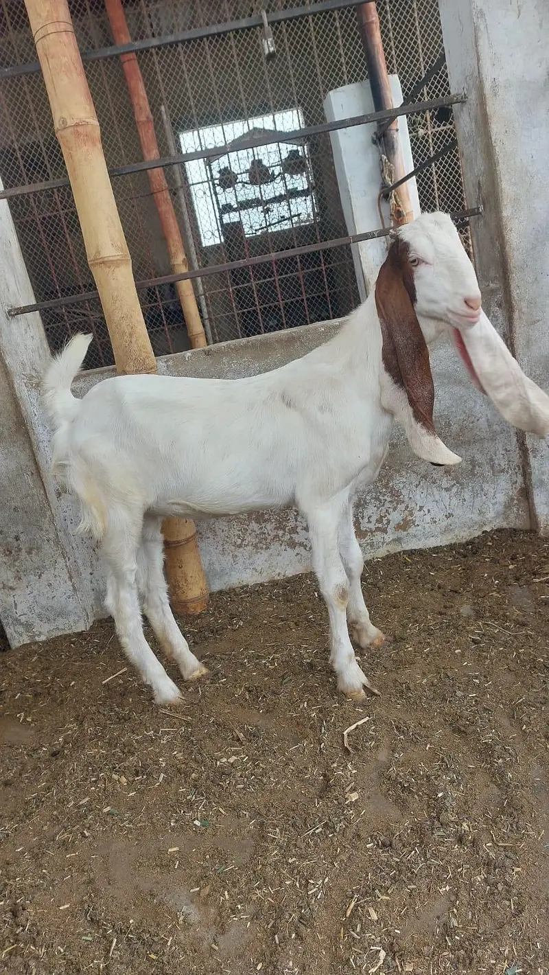 Gulabi bakri or female kide — photo 3