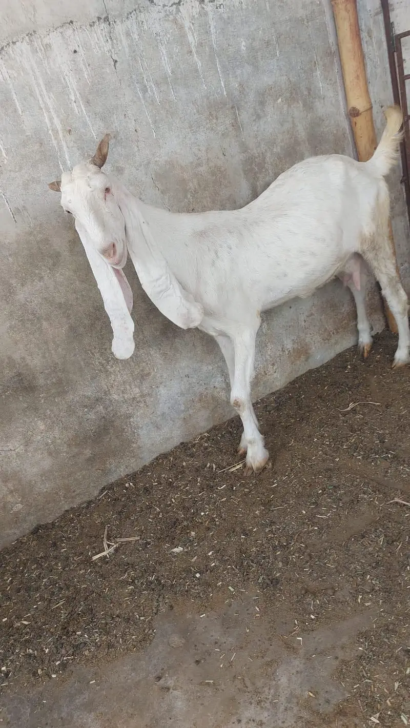 Gulabi bakri or female kide — photo 4