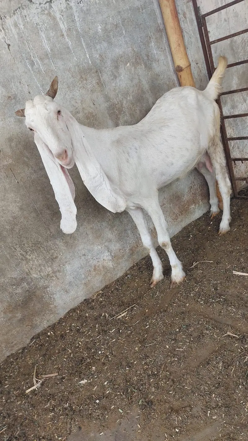 Gulabi bakri or female kide — photo 5