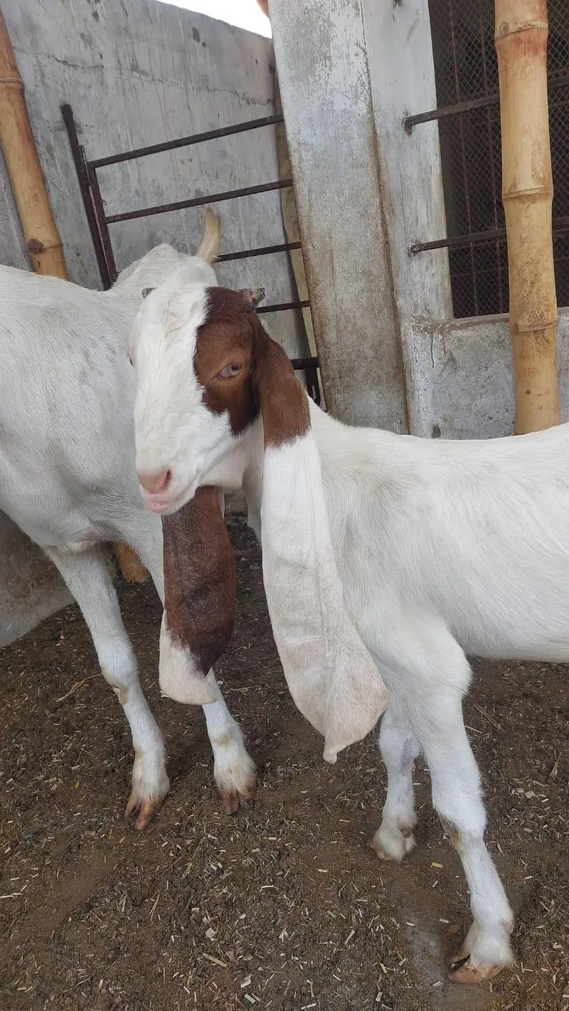 Gulabi bakri or female kide — photo 6