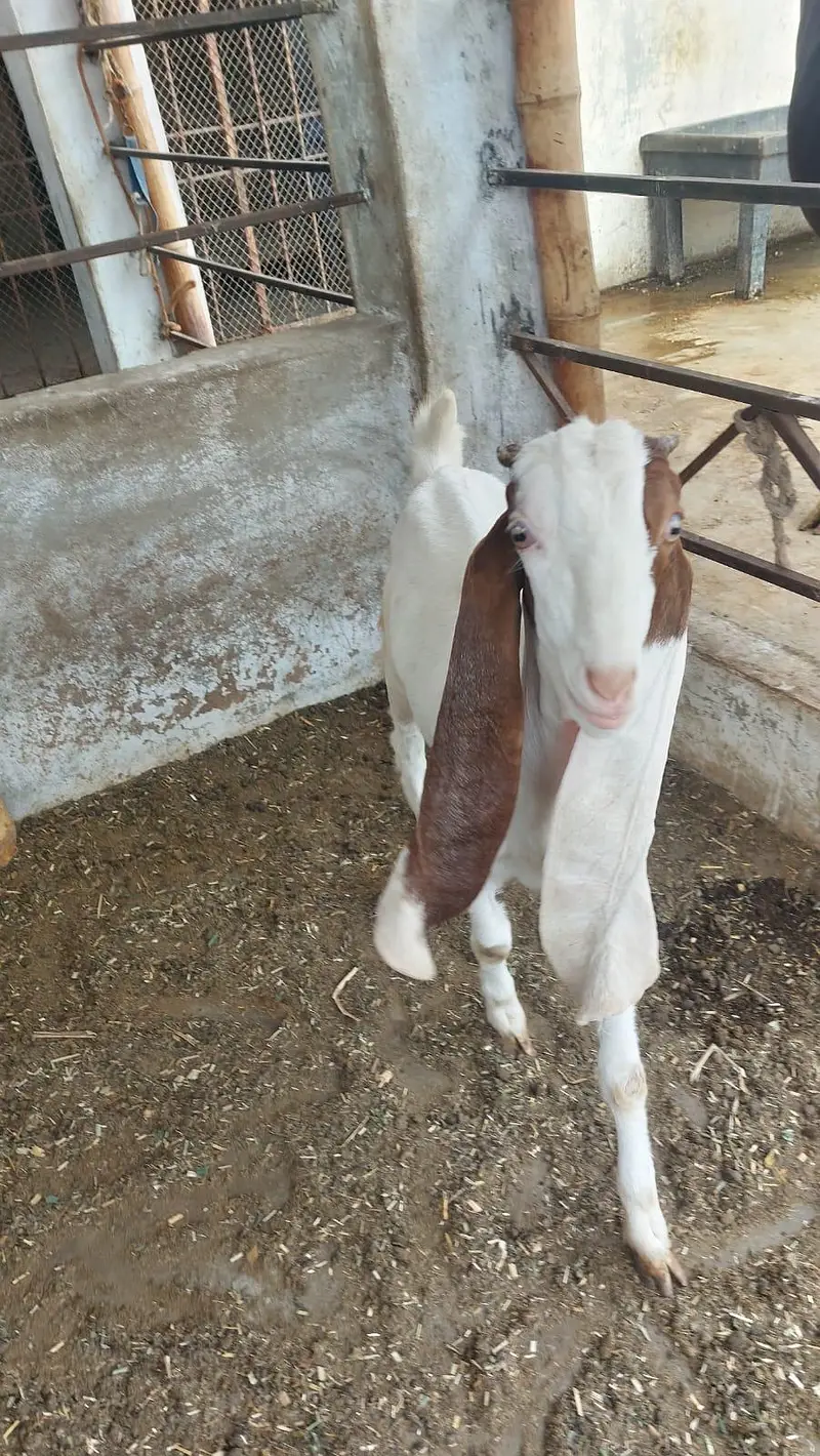 Gulabi bakri or female kide — photo 7