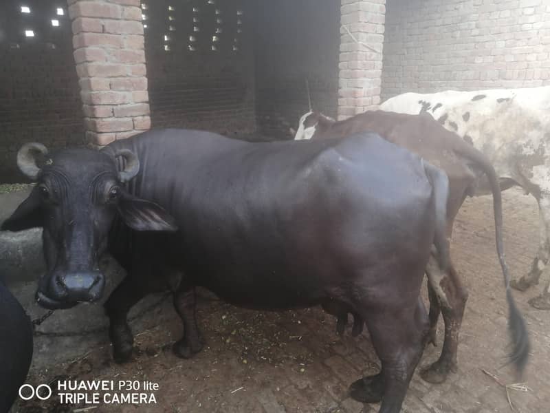 بھینس سیل کرنی ہے 4