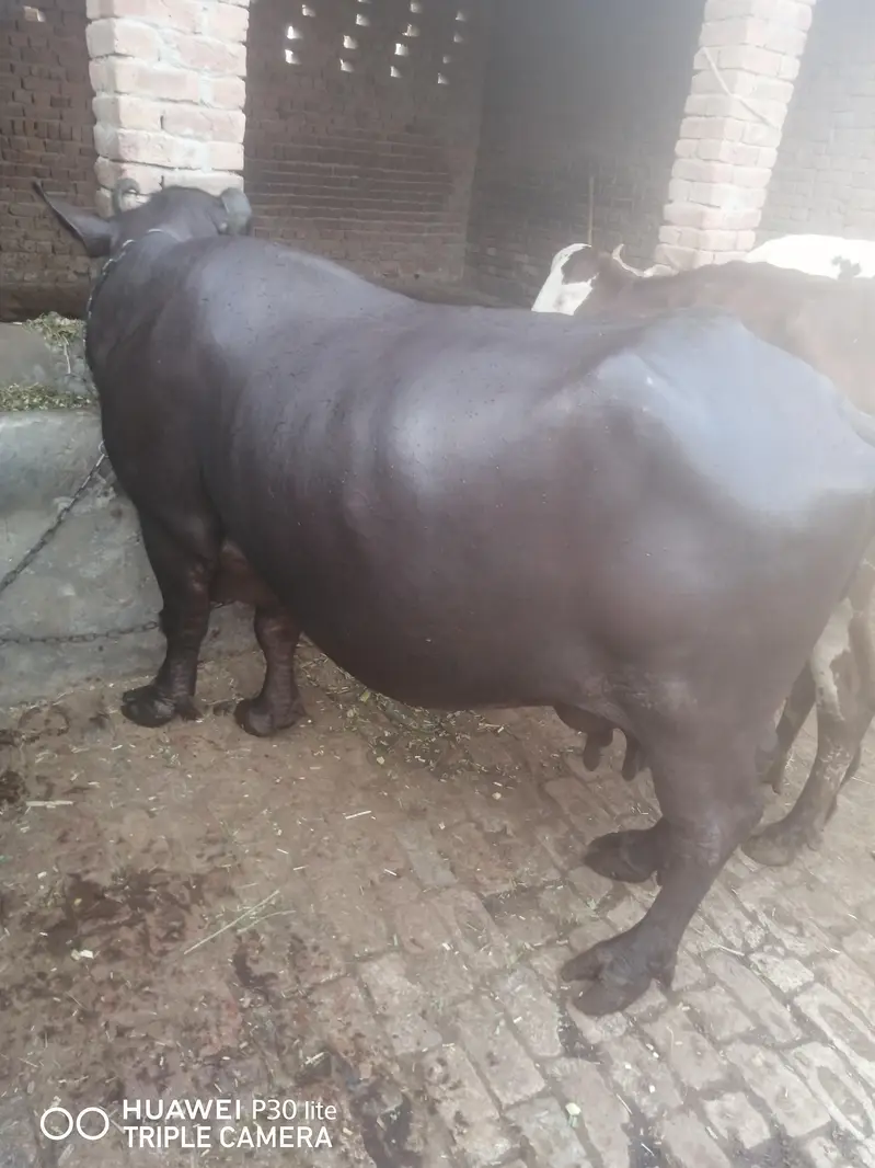 بھینس سیل کرنی ہے — photo 6