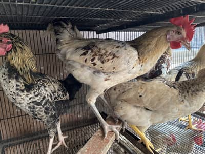 Mix 15 male & female