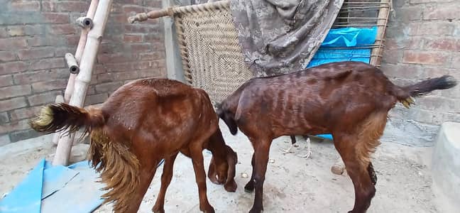 pure beetal bakry or bakriya