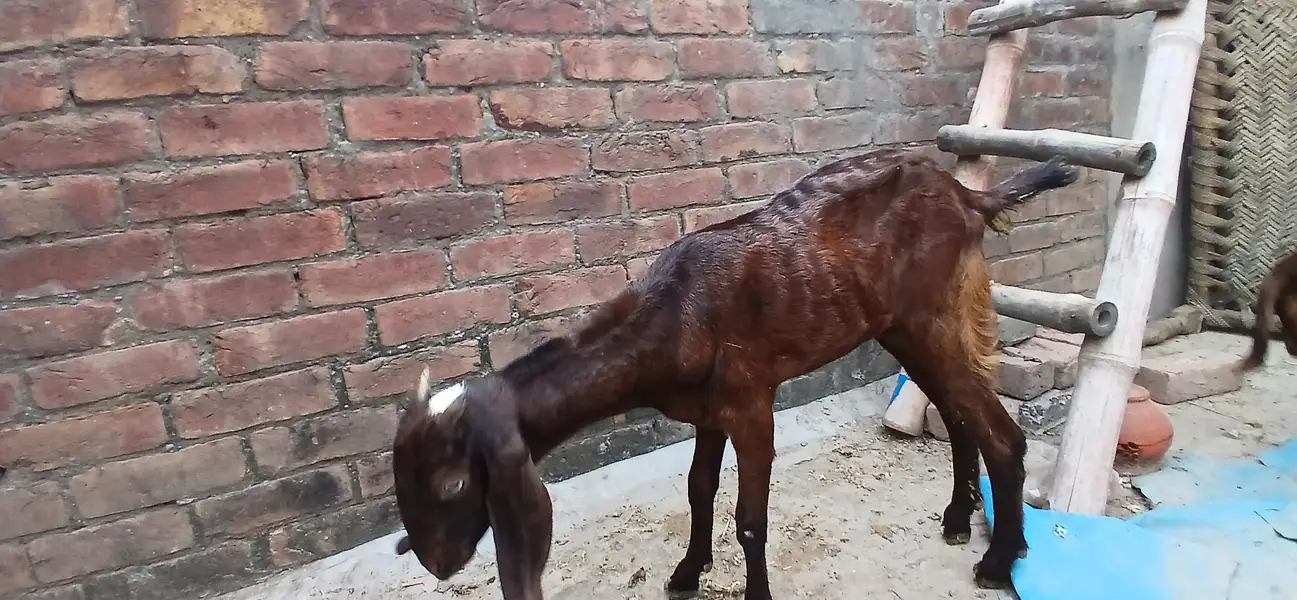 pure beetal bakry or bakriya — photo 2