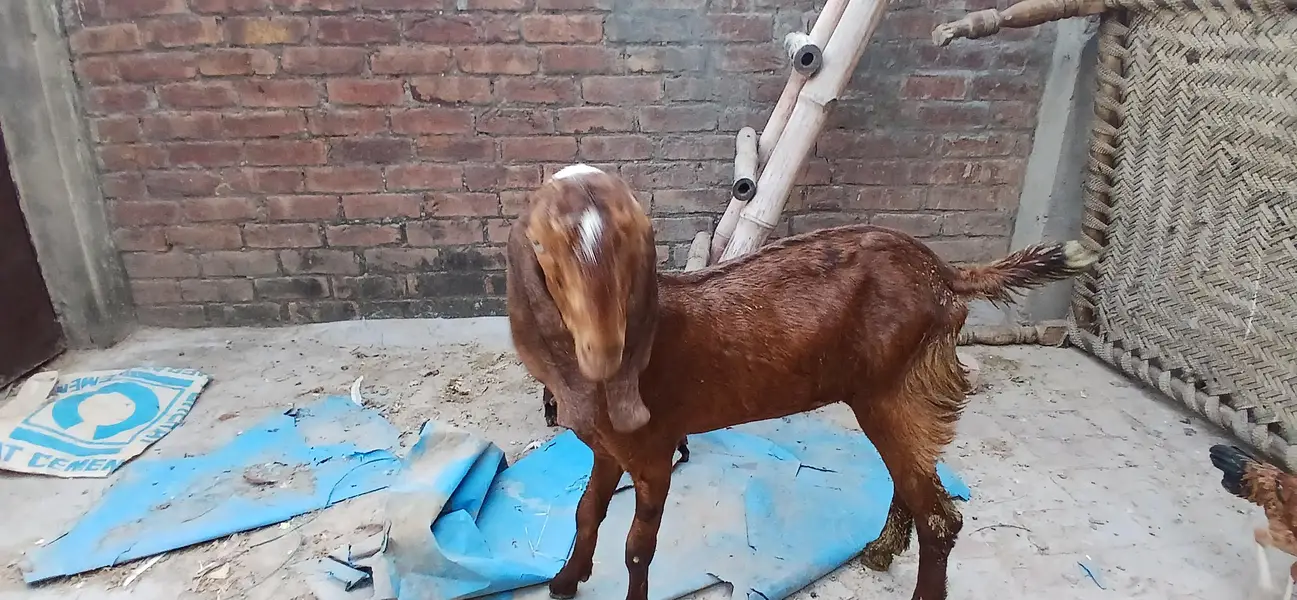 pure beetal bakry or bakriya — photo 3