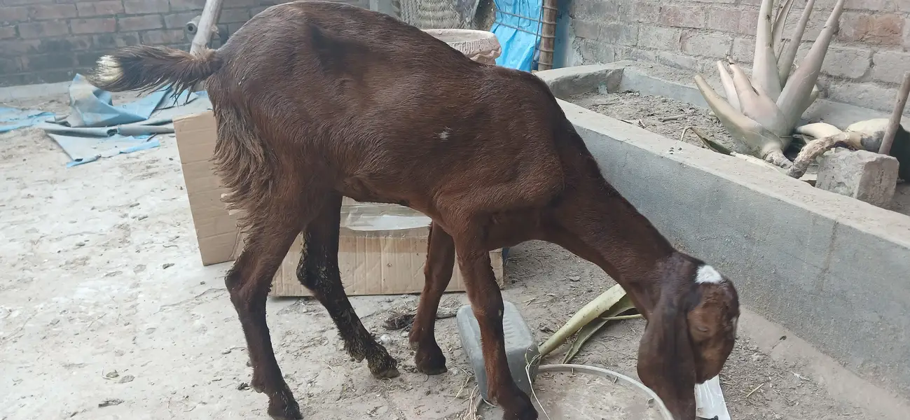 pure beetal bakry or bakriya — photo 4
