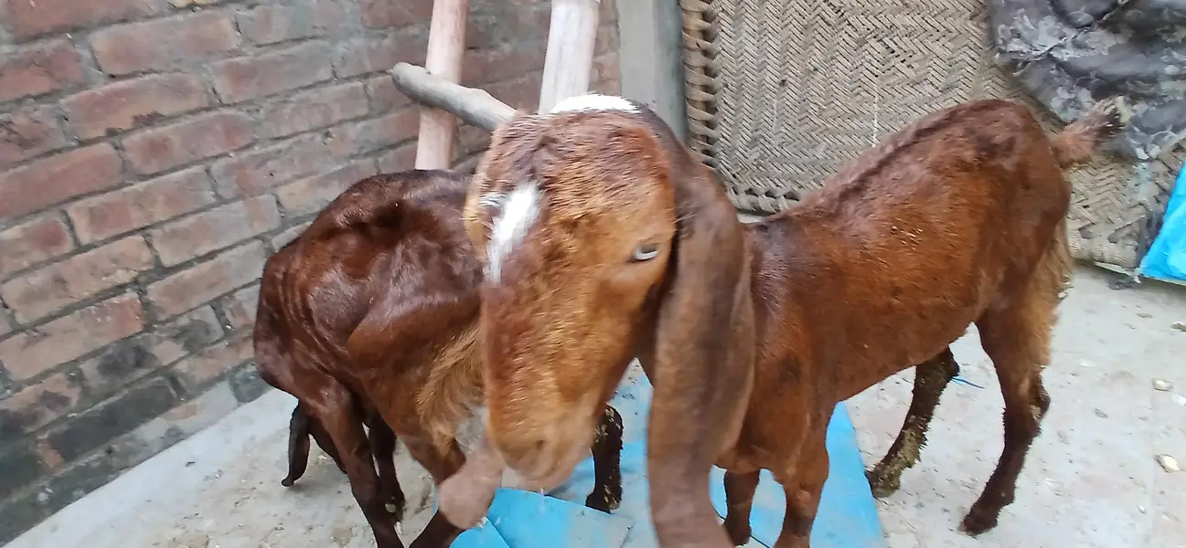 pure beetal bakry or bakriya — photo 5