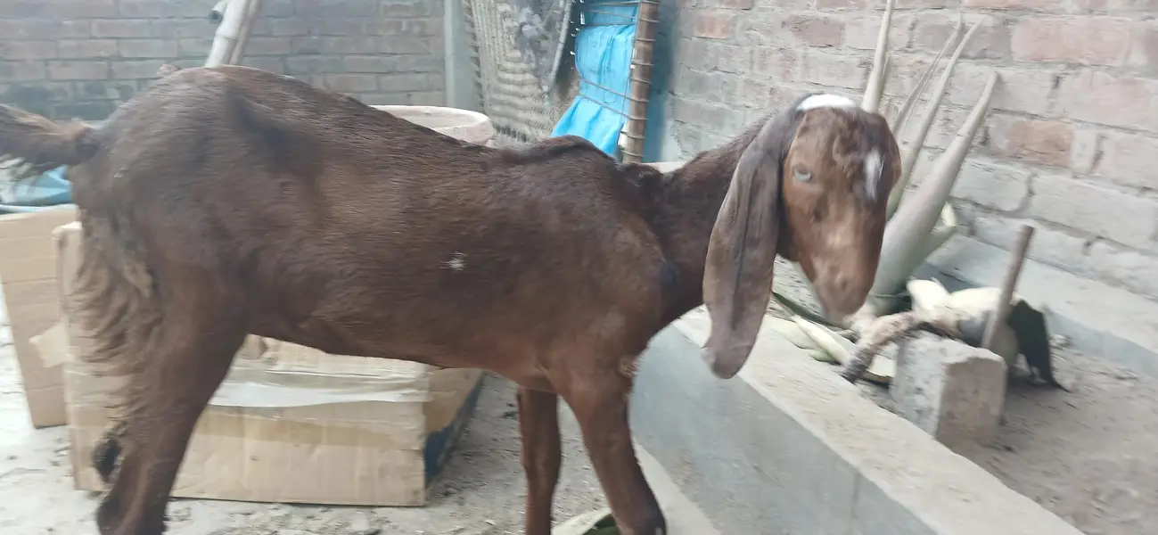 pure beetal bakry or bakriya — photo 6