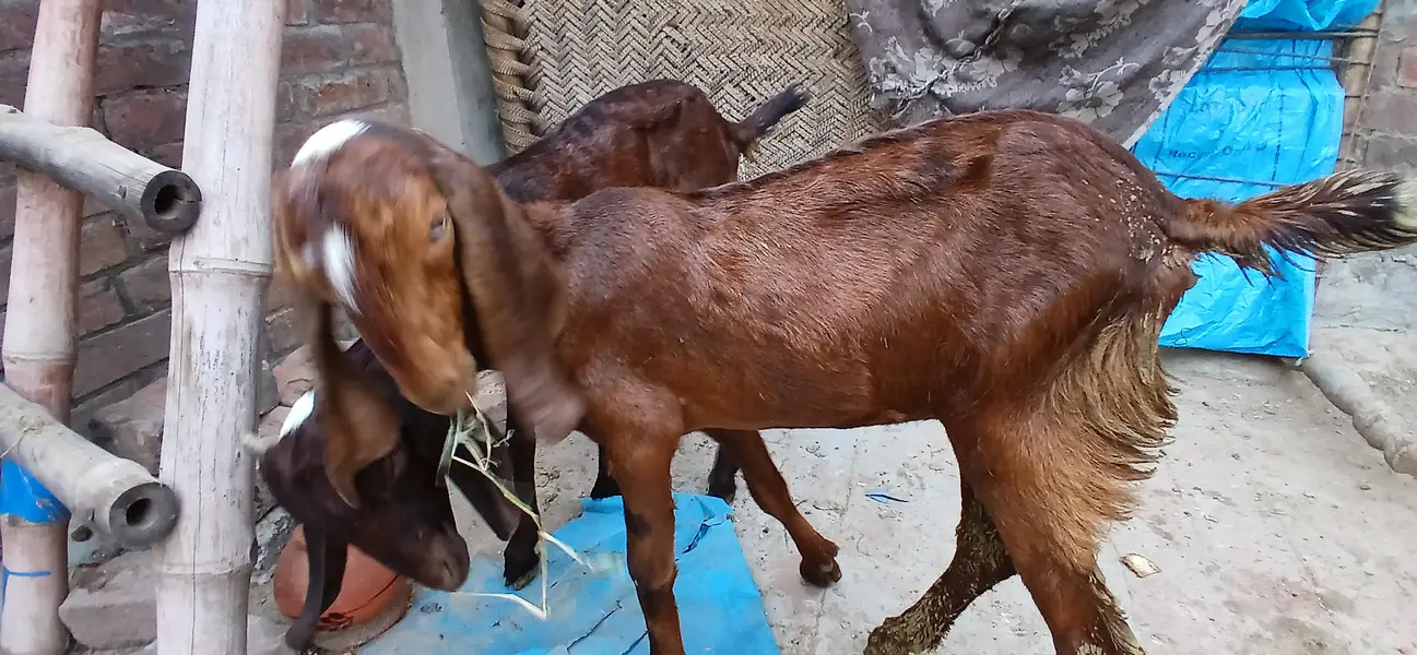 pure beetal bakry or bakriya — photo 8
