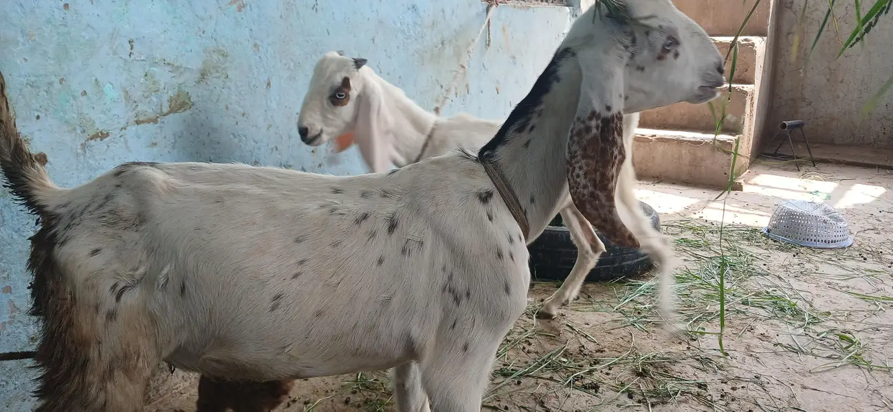 pure beetal bakry or bakriya — photo 9
