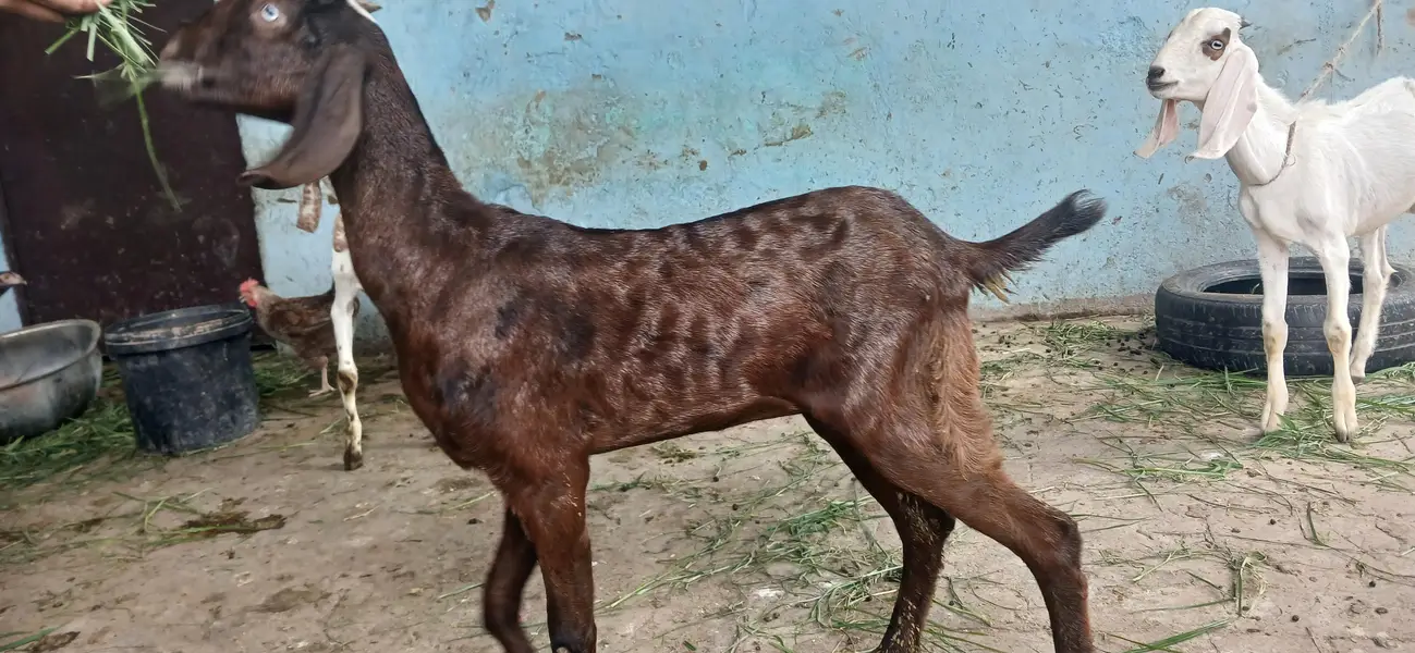 pure beetal bakry or bakriya — photo 12