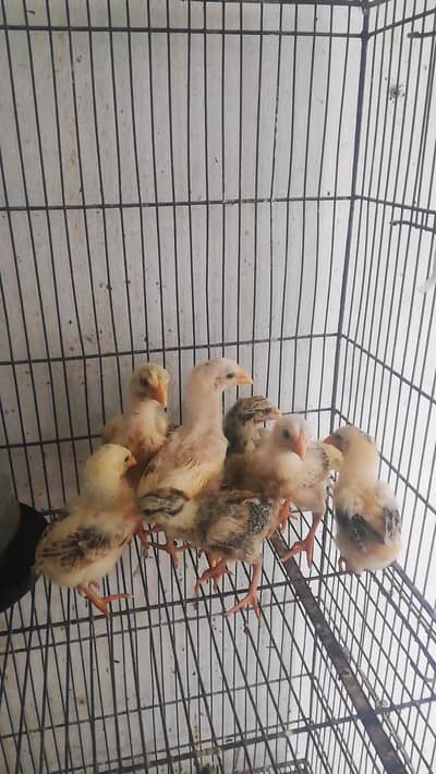 Pakistani Aseel Chicks