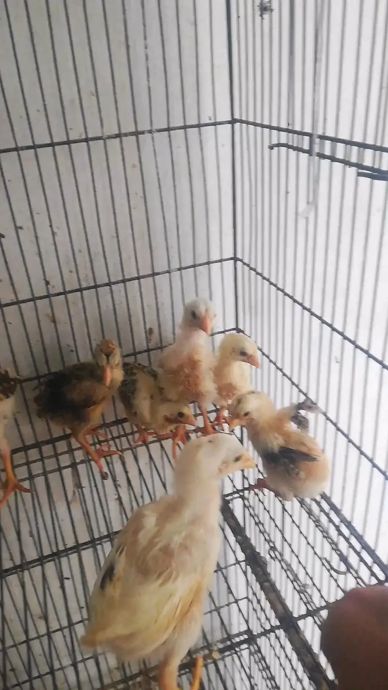 Pakistani Aseel Chicks — photo 2