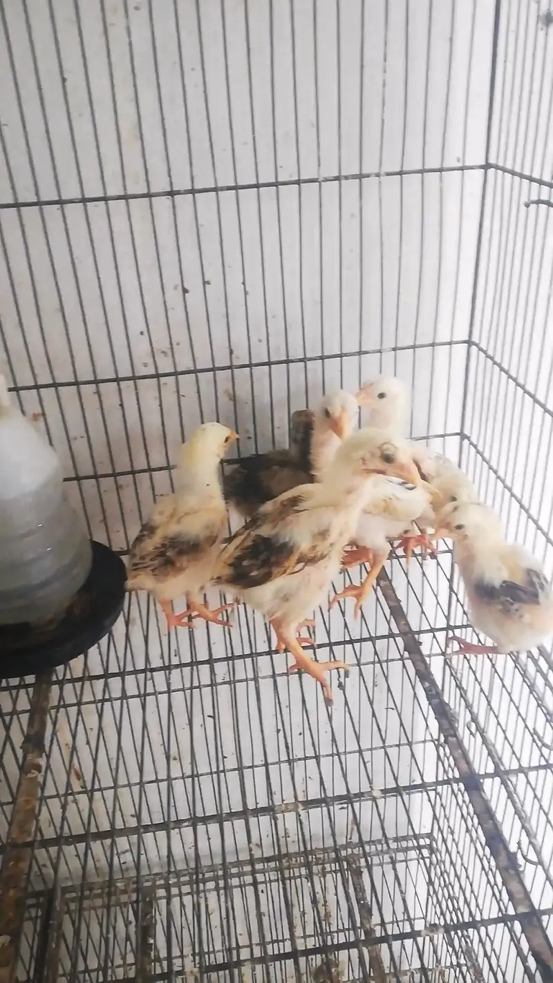 Pakistani Aseel Chicks — photo 3